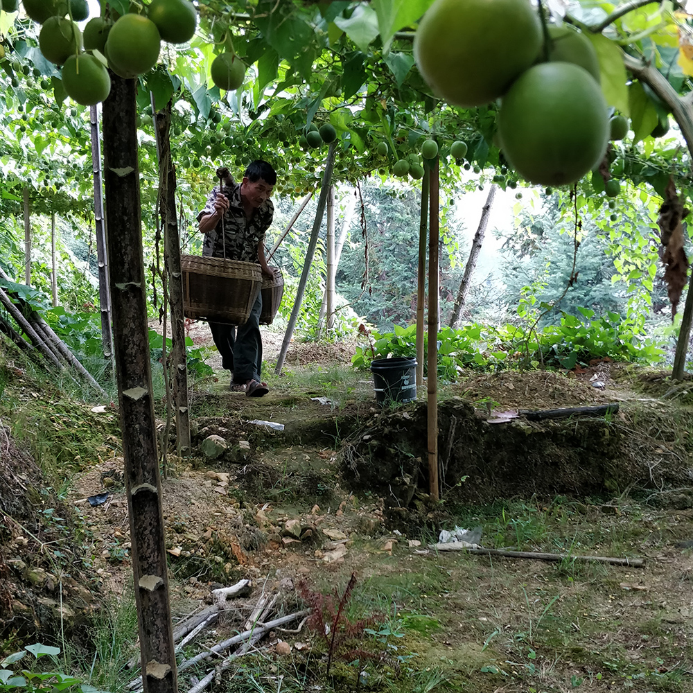 Carrying Monk fruit through the farm