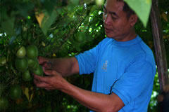 harvesting by hand is the only way for a delicious monk fruit.