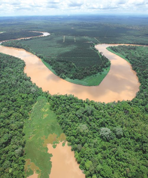 Borneo Rainforest