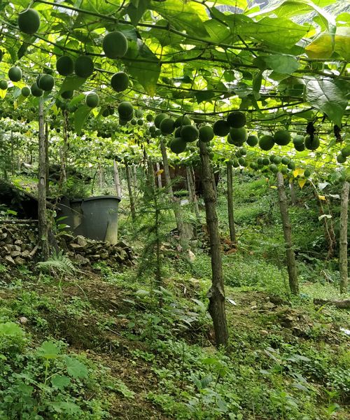 One of SARAYA's monk fruit farms.