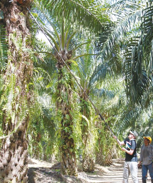 Saraya develops household and body care products using 100% sustainable palm oil