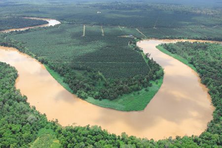 2006 - FUNDACJA BORNEO CONSERVATION TRUST