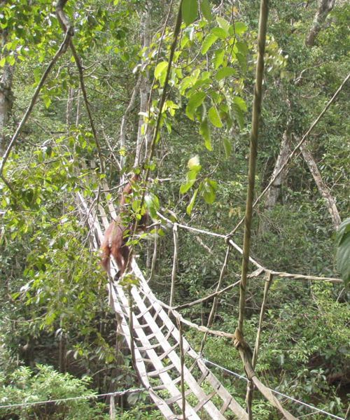 Orangutan Bridge for easy migration across river