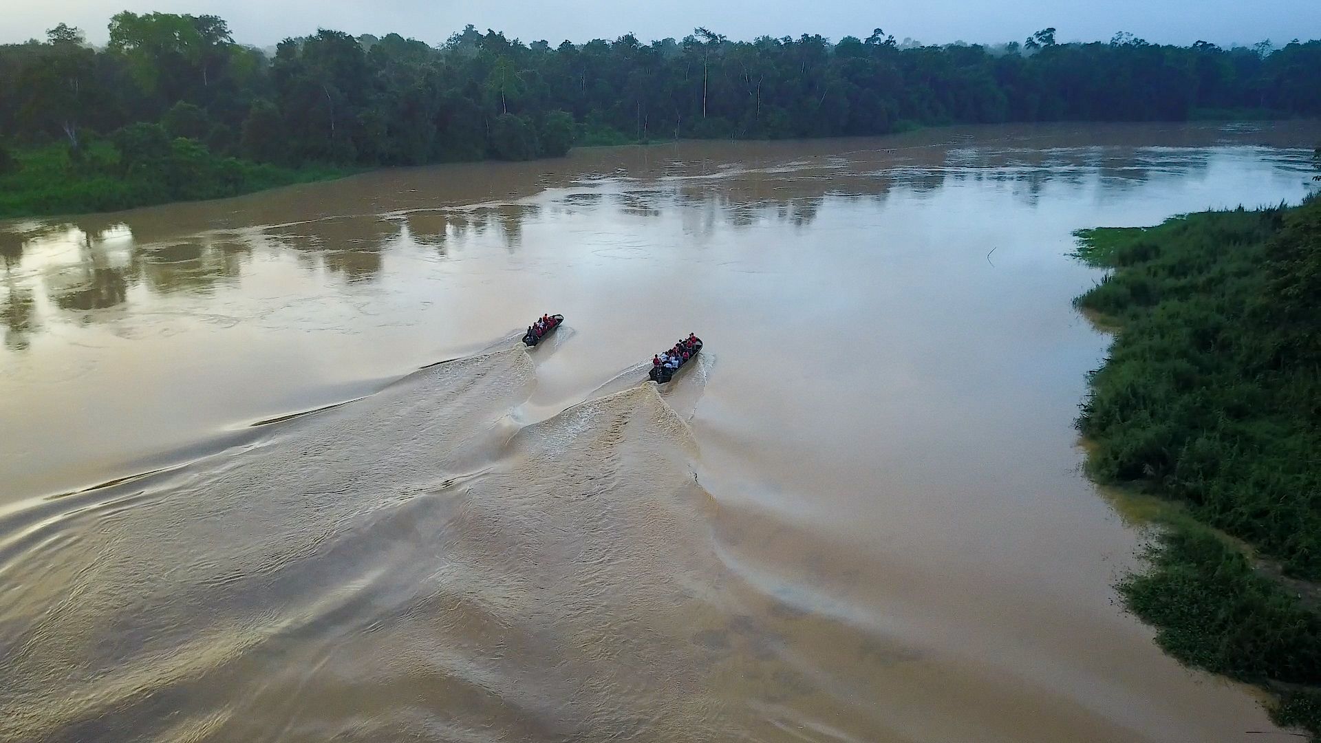 We help in the preservation of the Borneo wildlife.