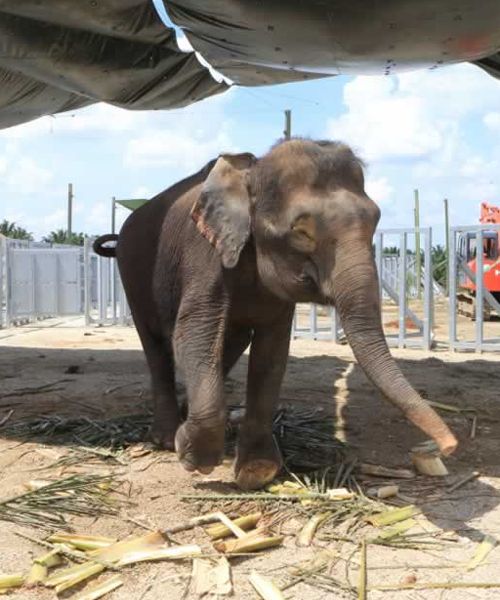 Saraya collaborated with other Japanese companies to create The Borneo Elephant Sanctuary Programme (BES)